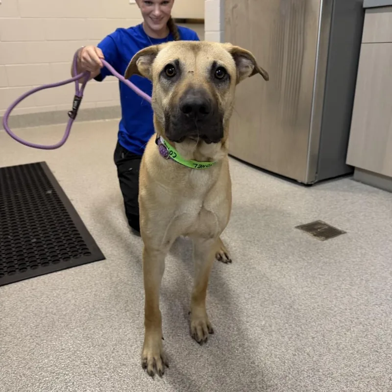 A young medium-sized male Yellow / Tan / Blond / Fawn Mixed Breed dog named Cottonel for adoption in Englewood, FL