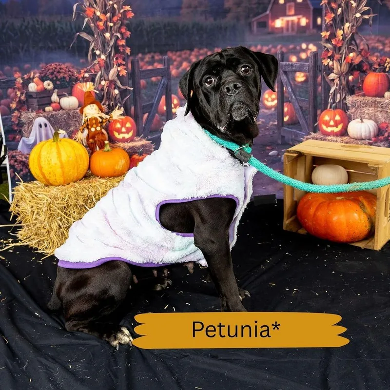 Petunia thumbnail 2