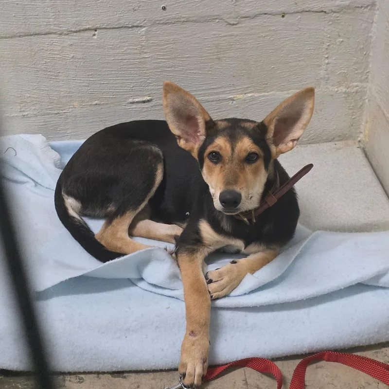 A baby medium-sized female Black German Shepherd Dog dog named Ruby Red for adoption in Clanton, AL