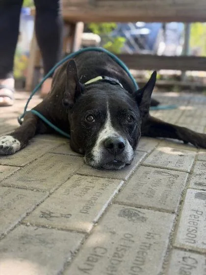 A senior large-sized female Pit Bull Terrier dog named Coco for adoption in Hobart, IN