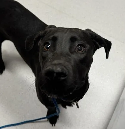 An adult large-sized female Mixed Breed dog named Pudge for adoption in Missoula, MT