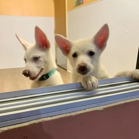 A baby medium-sized female Husky dog named Tara and Melanie for adoption in Madison Heights, MI
