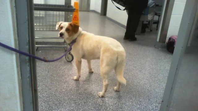 A young medium-sized male Mixed Breed dog named Taylor for adoption in Charlotte, NC