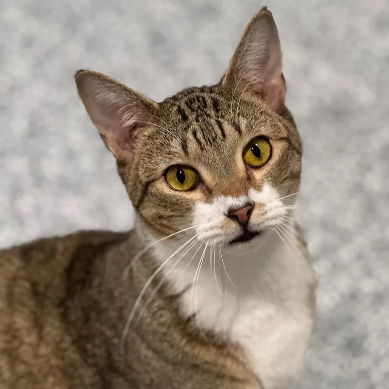 Squirrel thumbnail 2