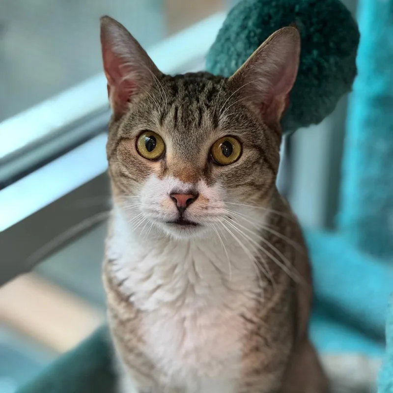 Squirrel thumbnail 3