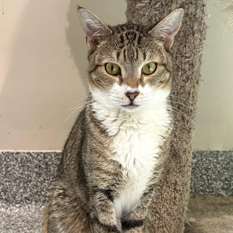 Squirrel thumbnail 4