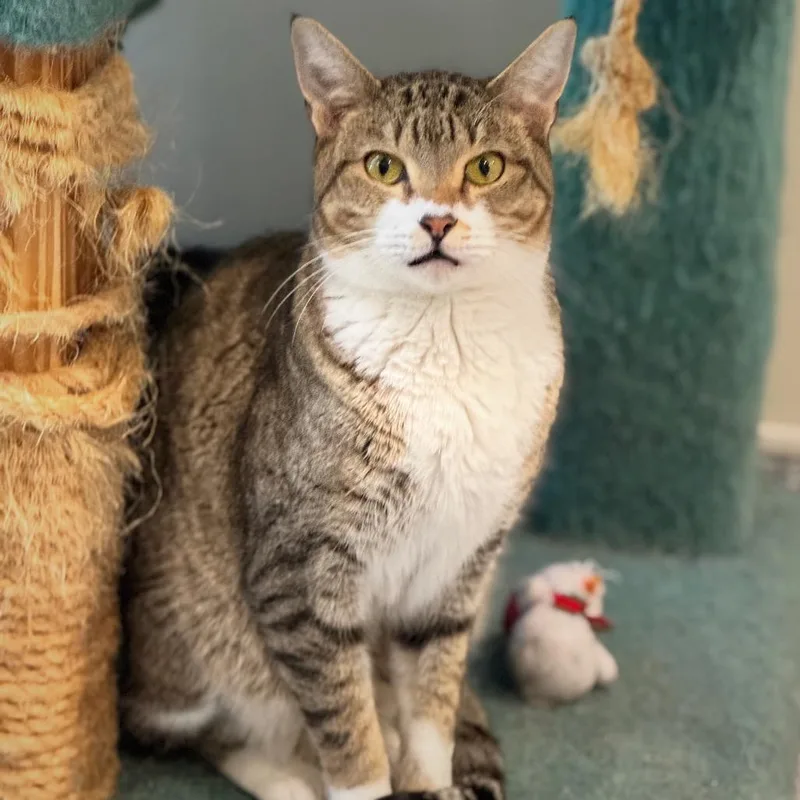 Squirrel thumbnail 5