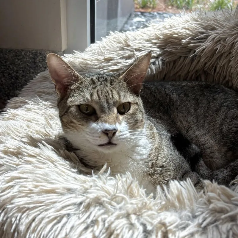 Squirrel thumbnail 6