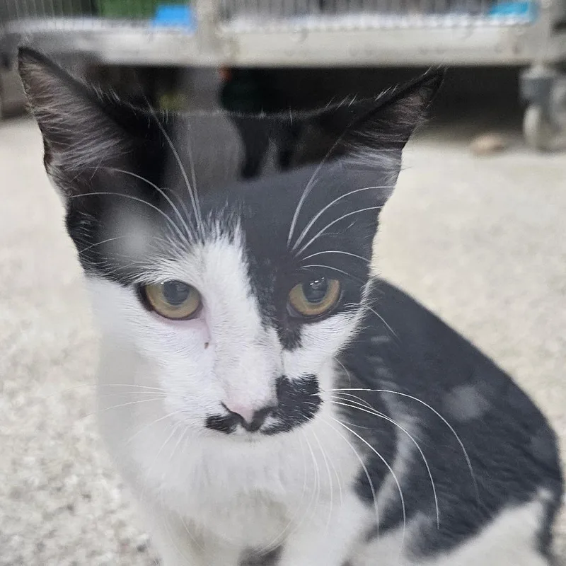 A young small-sized female Domestic Medium Hair cat named Salt N' Pepa for adoption in Donalsonville, GA