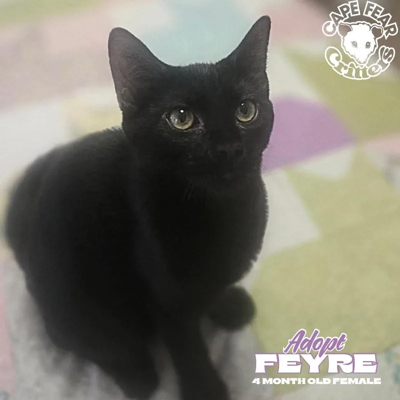 A baby small-sized female Black Domestic Short Hair cat named Feyre for adoption in Wilmington, NC