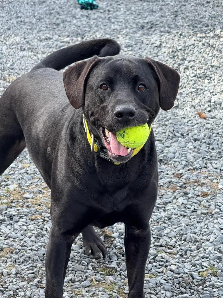 An adult small-sized male Labrador Retriever dog named Triton for adoption in Kodiak, AK