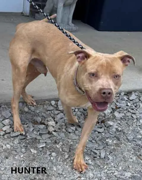 A young medium-sized male Yellow / Tan / Blond / Fawn Pit Bull Terrier dog named Hunter for adoption in Washington, GA