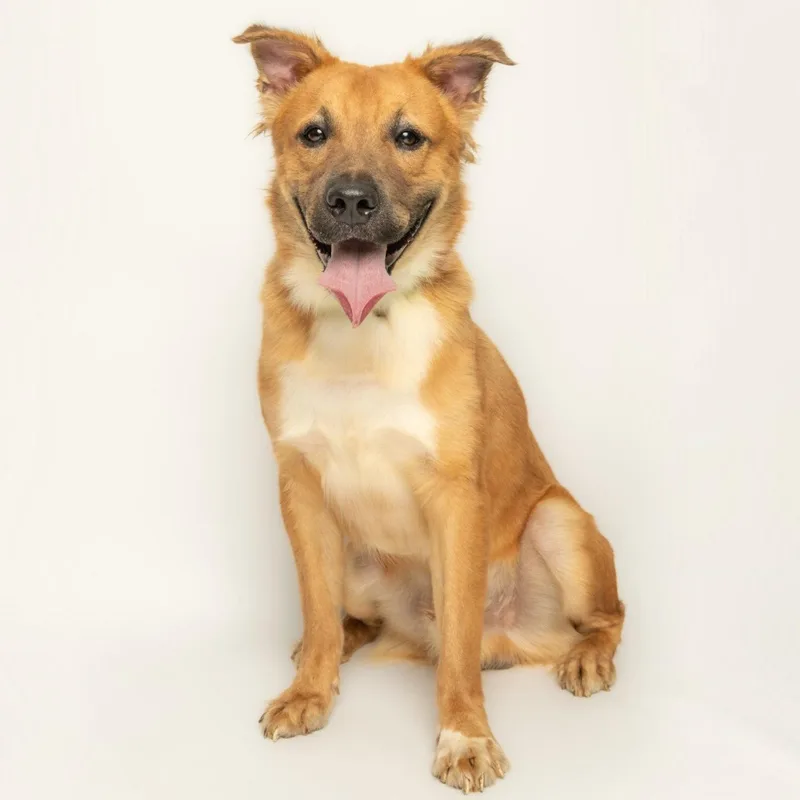 A young medium-sized male Golden Retriever dog named Cameo for adoption in Richardson, TX