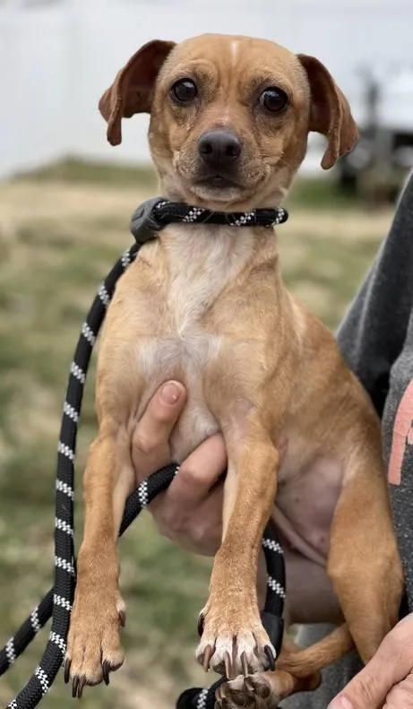 Cinnamon Sugar thumbnail 2