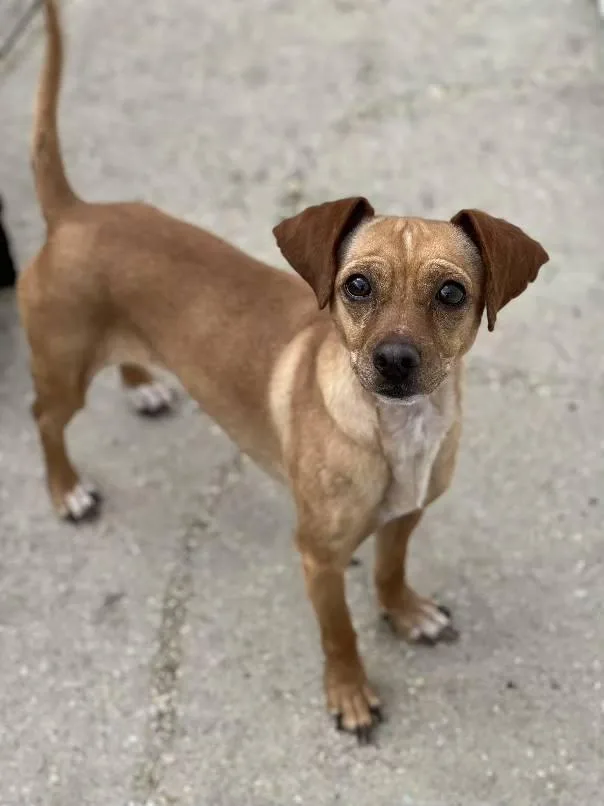 Cinnamon Sugar thumbnail 3