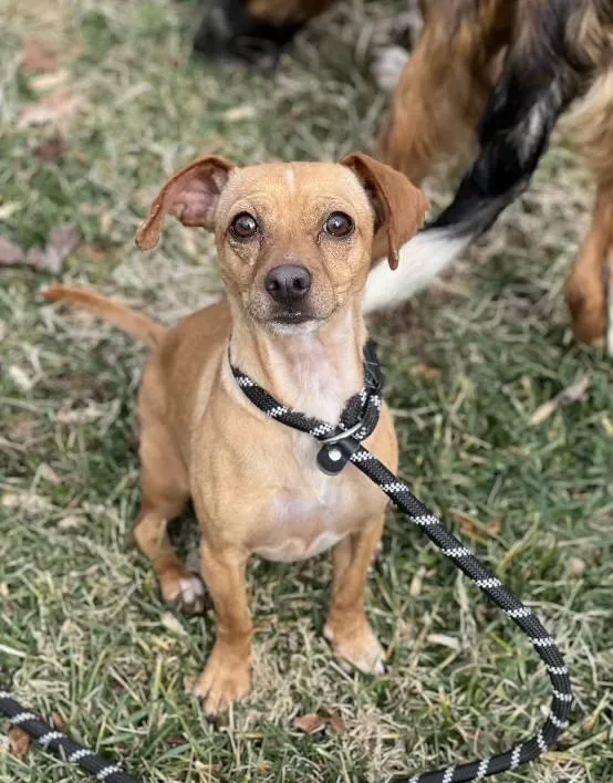 Cinnamon Sugar thumbnail 5