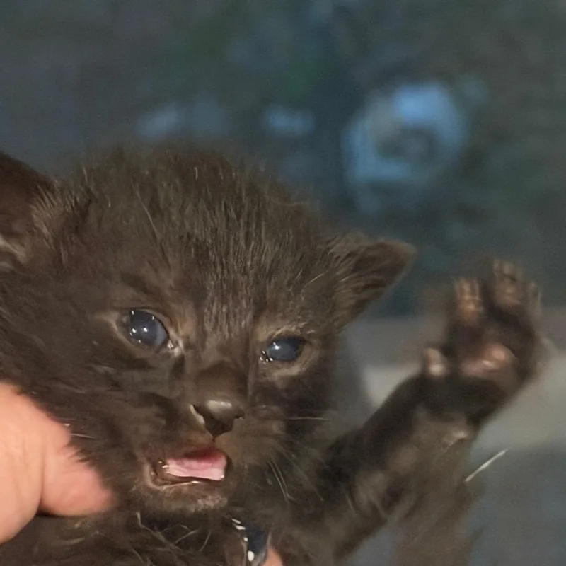 A baby small-sized male Black Domestic Short Hair cat named Chocolate Chip for adoption in Brevard, NC