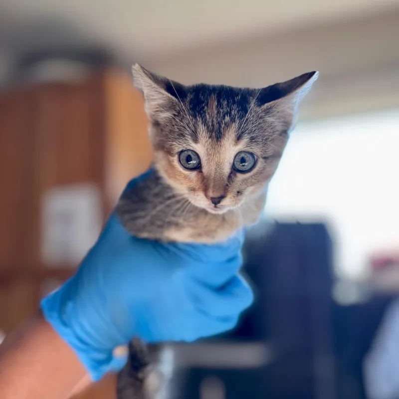 A baby small-sized female Domestic Short Hair cat named Poplar for adoption in Fredericksburg, TX