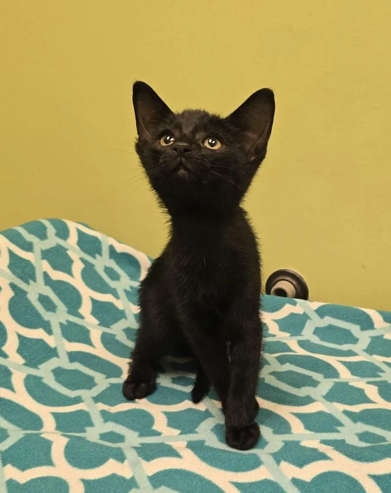 A baby small-sized male Black Domestic Short Hair cat named Scoundrel for adoption in Dickson, TN