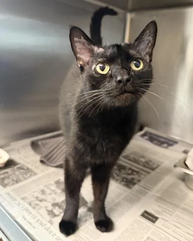 A young large-sized female Domestic Short Hair cat named Shrimp Ravioli for adoption in Los Angeles, CA