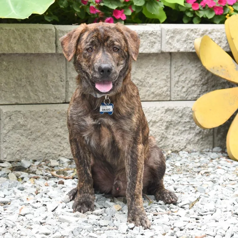 A young medium-sized male Brindle Hound dog named Galileo for adoption in Wake Forest, NC