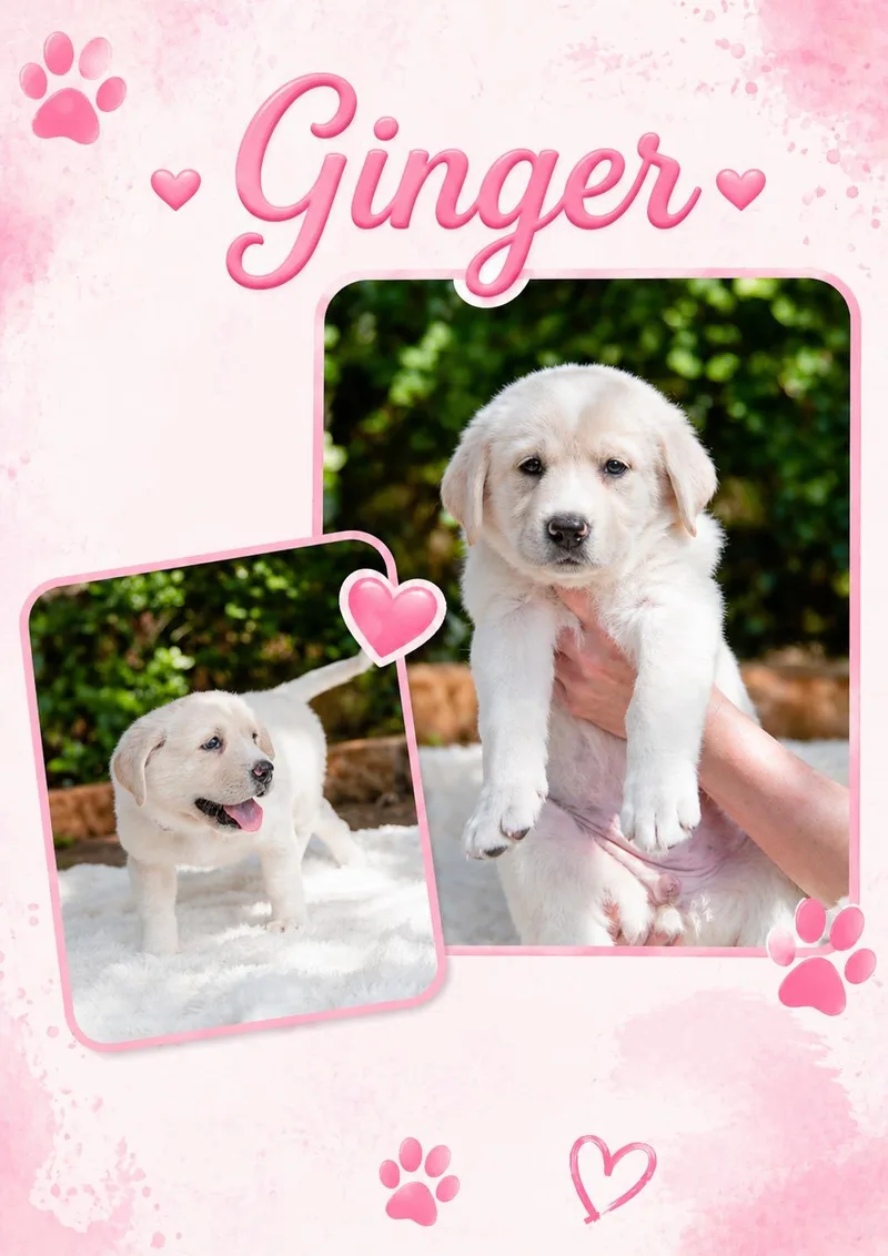 Ginger thumbnail 5