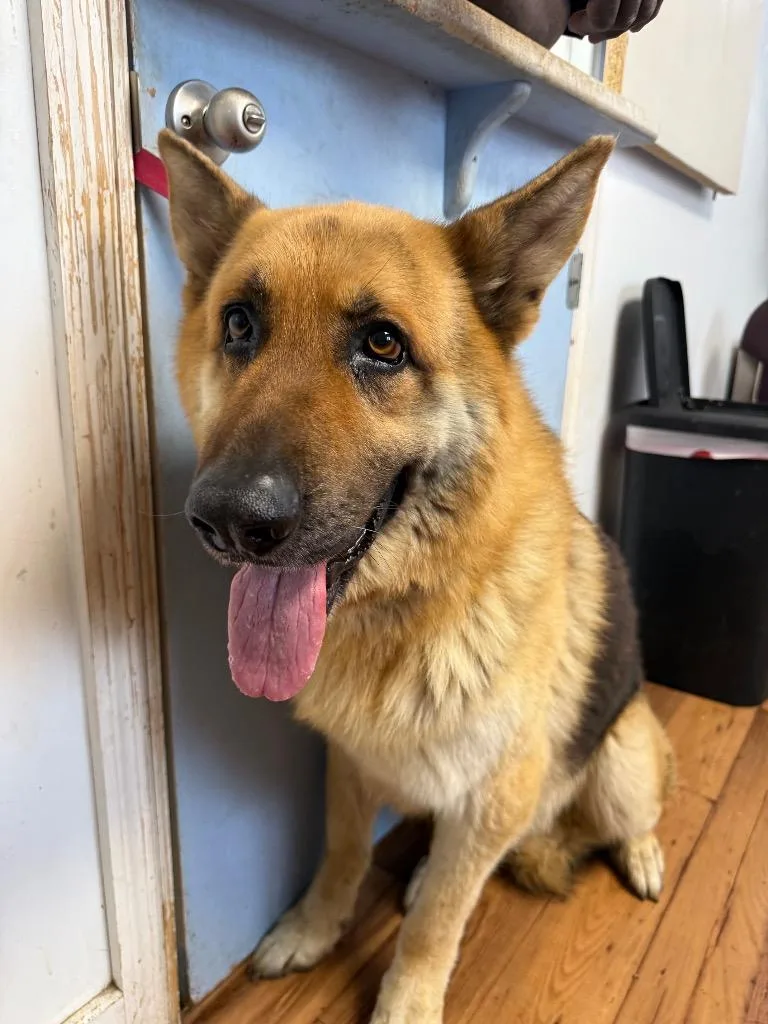 An adult large-sized male German Shepherd Dog dog named Andy for adoption in Fayetteville, TN