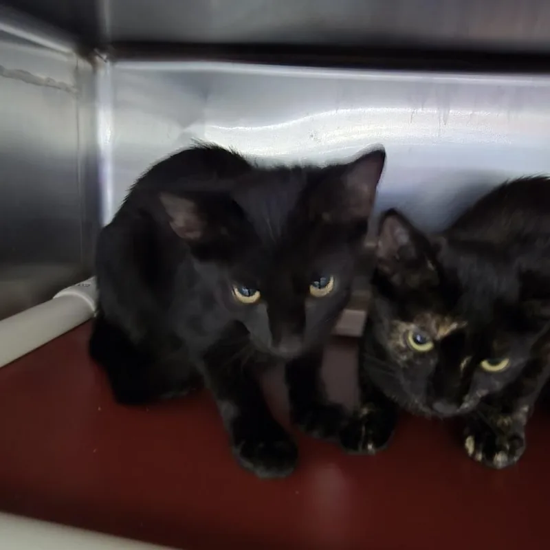 A baby small-sized female Black Domestic Short Hair cat named Ichabod for adoption in Yanceyville, NC