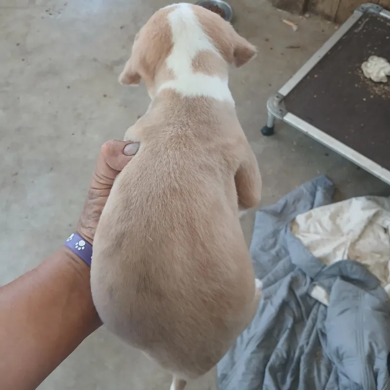 A baby medium-sized male White / Cream Mixed Breed dog named Briggs for adoption in Morriston, FL