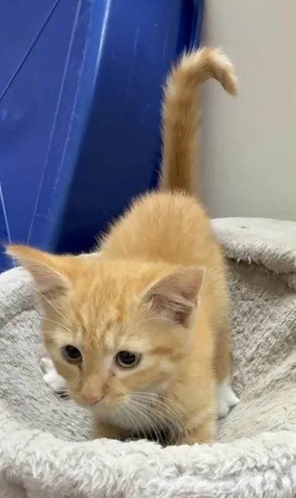 A baby small-sized female Domestic Short Hair cat named Kraft Single for adoption in Wilkesboro, NC