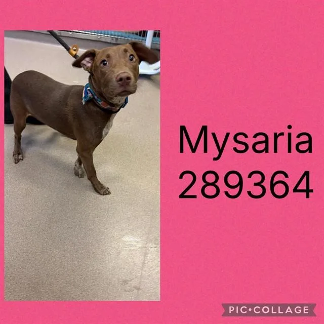 Mysaria