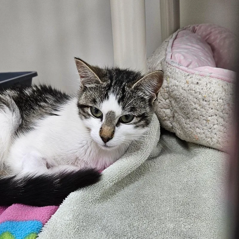 A young small-sized female Gray / Blue / Silver Domestic Short Hair cat named Magnolia for adoption in Ridgely, MD