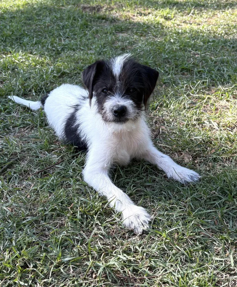 Astro Lonestar thumbnail 2