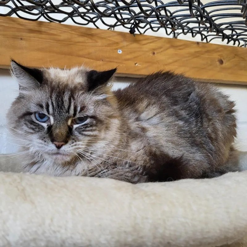 A senior large-sized female Orange / Red Domestic Medium Hair cat named Lucy for adoption in Lake Panasoffkee, FL