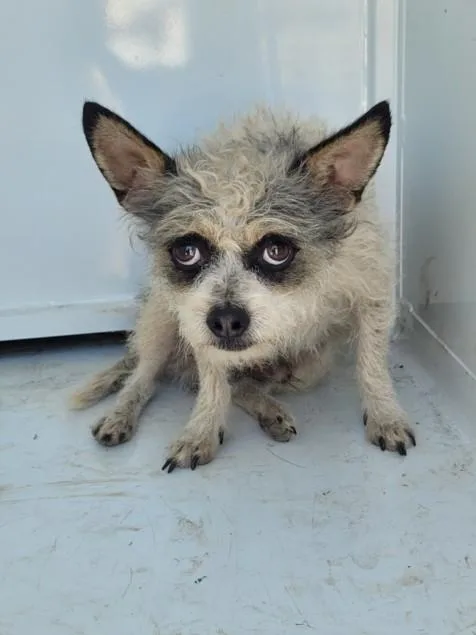 A young small-sized male Mixed Breed dog named Johnny for adoption in San Pedro, CA