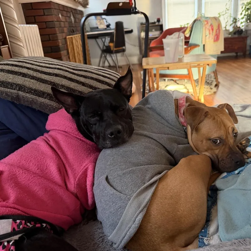 Shiitake thumbnail 2