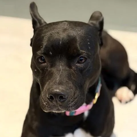 Shiitake thumbnail 4