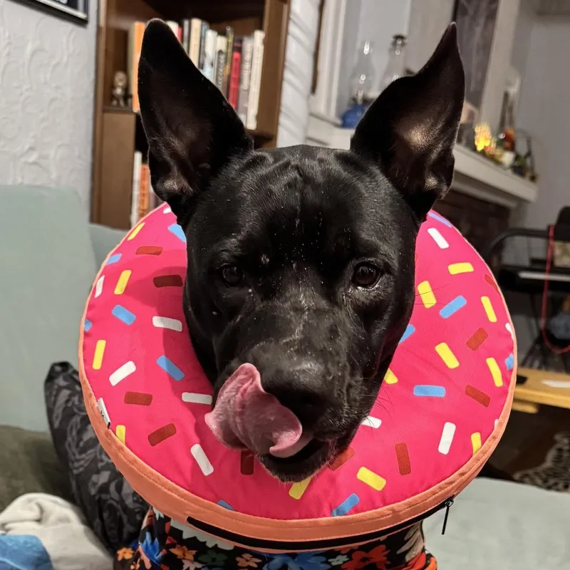 Shiitake thumbnail 5