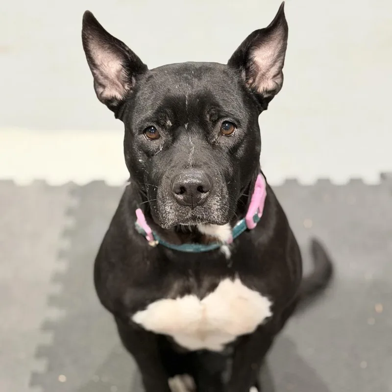 Shiitake thumbnail 6