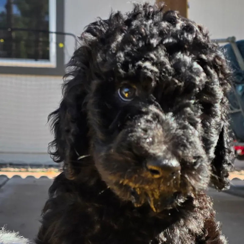 A baby small-sized male Black Poodle dog named Luigi for adoption in Phoenix, AZ