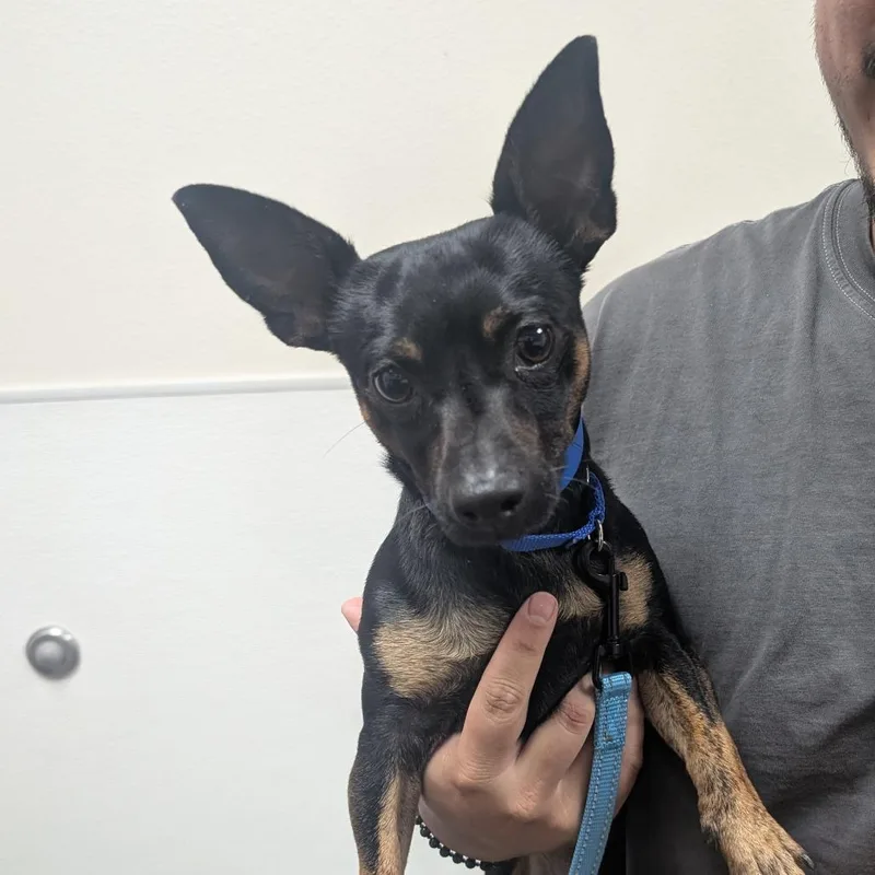 An adult small-sized male Black Miniature Pinscher dog named Stray Hold Nutty Professor for adoption in Albuquerque, NM