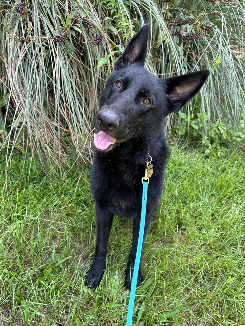 A young large-sized male Black German Shepherd Dog dog named Digby for adoption in Williston, FL