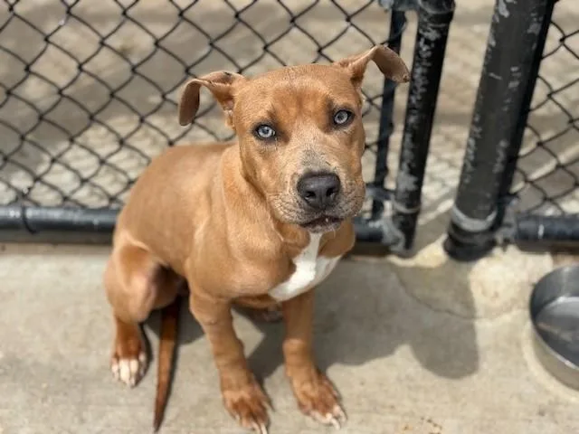 A young small-sized female Pit Bull Terrier dog named Lil Bit for adoption in Tulsa, OK