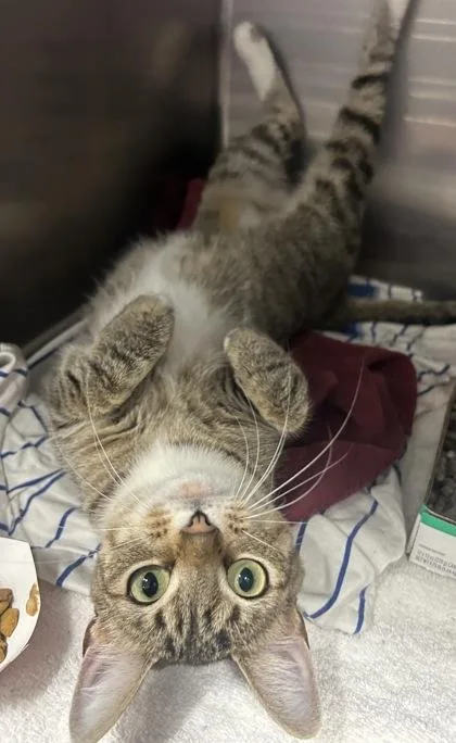 An adult medium-sized female Brown / Chocolate Domestic Short Hair cat named Jewel for adoption in Annapolis, MD