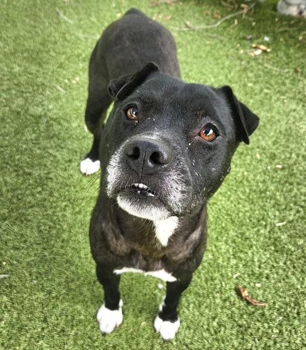 An adult medium-sized female Pit Bull Terrier dog named Layna for adoption in Austin, TX