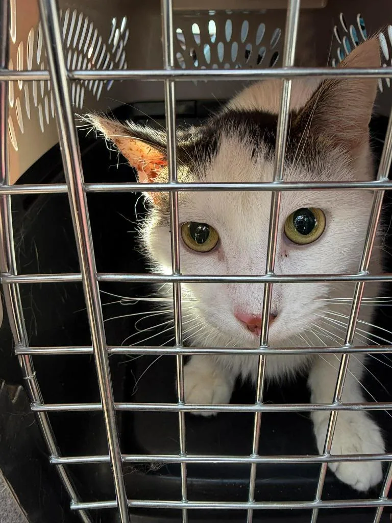 A young medium-sized male Domestic Short Hair cat named Purrnard for adoption in Cloquet, MN