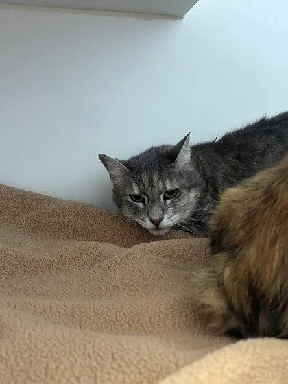 A senior small-sized female Domestic Medium Hair cat named Sylvie for adoption in Oakland, CA