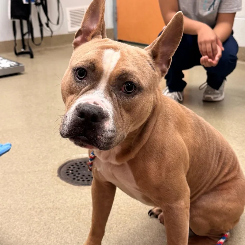 An adult medium-sized male Mixed Breed dog named Brad for adoption in Birdsboro, PA