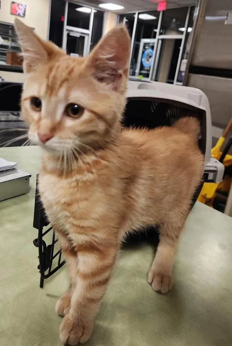 Found stray: Lady