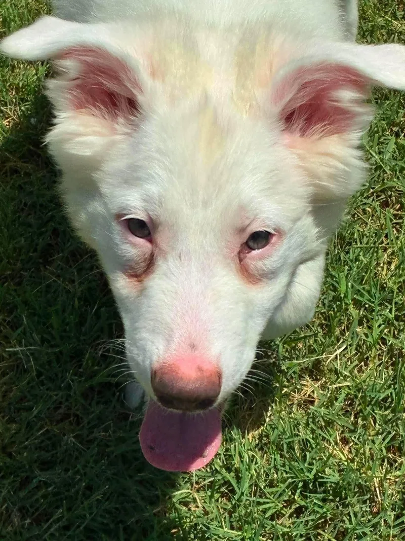 A baby large-sized male Apricot / Beige Great Pyrenees dog named Woozle for adoption in Kiowa, OK